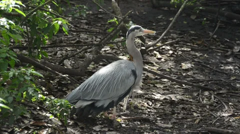 Great blue heron Stock Footage 34578848