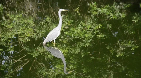 Great blue heron 動画素材 35112735