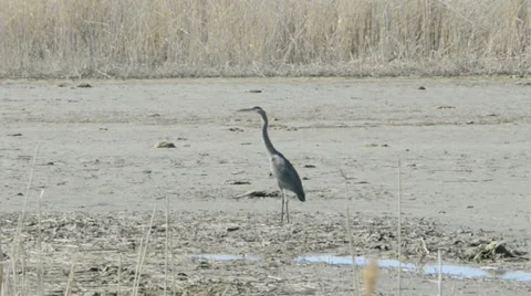 Great-blue Heron Stock Footage 36592299