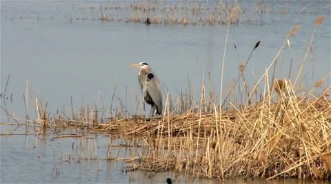 Great-blue Heron Stock Footage 36830138
