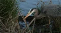 Great Blue Heron 4k or 4k+ Resolution