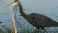 Great Blue Heron 4k or 4k+ Resolution
