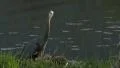 Great Blue Heron 4k or 4k+ Resolution