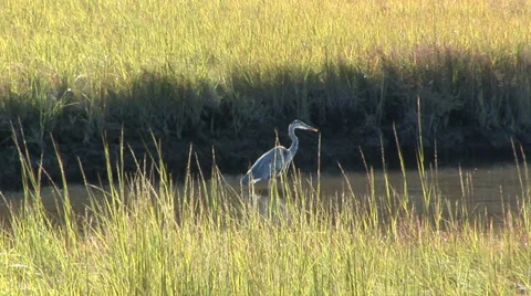 Great Blue Heron Stock Footage 38765534