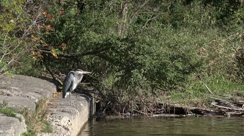 Great Blue Heron Stock Footage 42563918