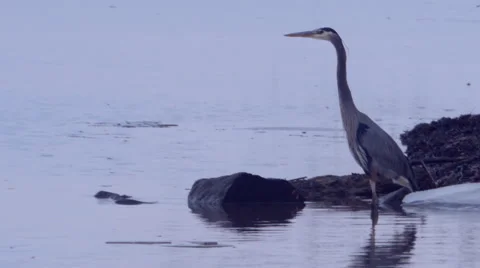 Great Blue Heron 스톡 동영상 46703083