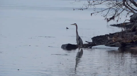 Great Blue Heron 動画素材 46703882