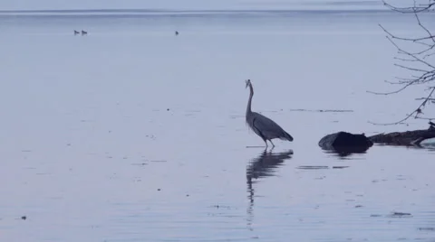 Great Blue Heron 動画素材 46709044