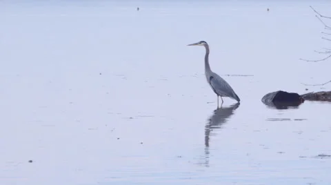 Great Blue Heron 動画素材 46710363