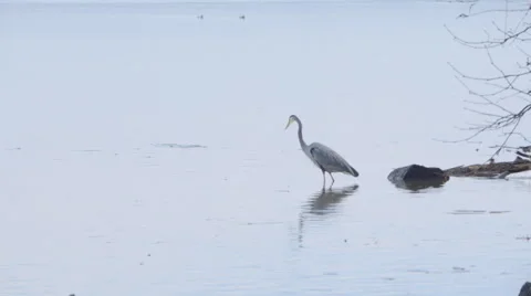 Great Blue Heron 動画素材 46713017