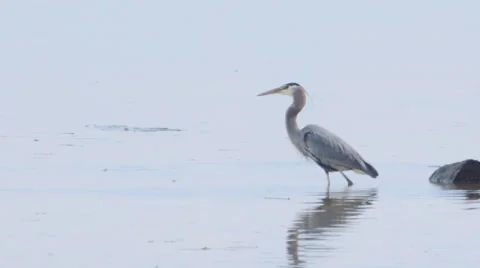 Great Blue Heron 動画素材 46713543