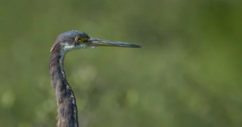 Great Blue Heron Stock Footage 46940756