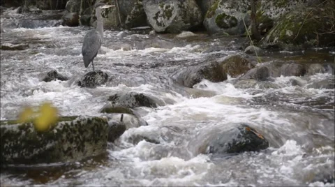 Great Blue Heron Stock Footage 48142702
