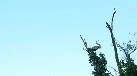Great Blue Heron Stock Footage 49667089
