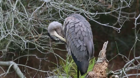 Great Blue Heron Stock Footage 64803657
