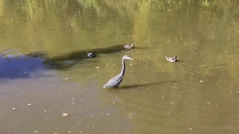 Great Blue Heron. 動画素材 70365725