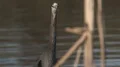 Great Blue Heron Video HD