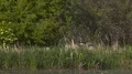 Great Blue Heron HD Footage