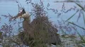 Great Blue Heron HD Footage