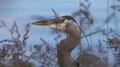 Great Blue Heron HD Footage