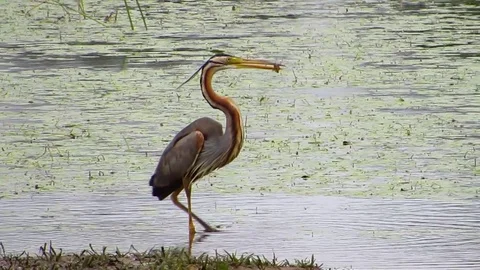 Great Blue Heron Stock Footage 77815990
