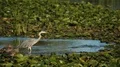 Great Blue Heron Video HD
