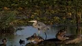 Great Blue Heron HD Footage