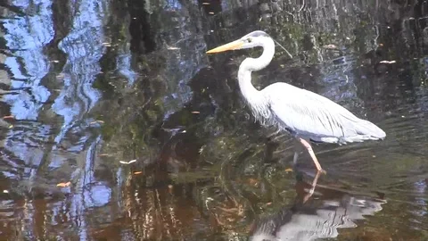Great Blue Heron 스톡 동영상 88632920