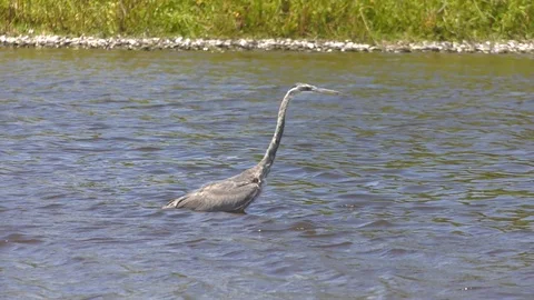 Great Blue Heron Stock Footage 94265487