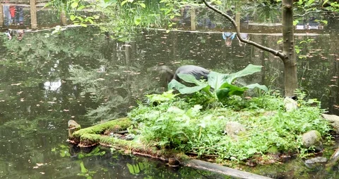 Great Blue Heron Stock Footage 95162197