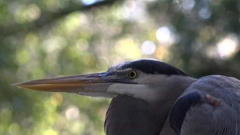 Great Blue Heron. Stock Footage 97249580