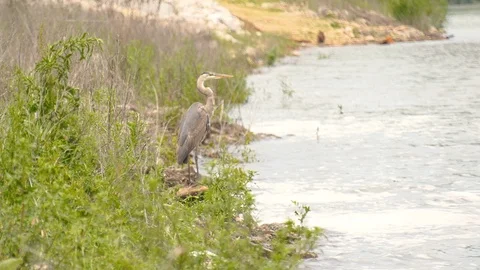 Great Blue Heron Stock Footage 107850856