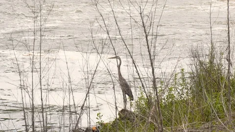 Great blue heron Stock Footage 107873489