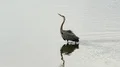 Great Blue Heron Video HD