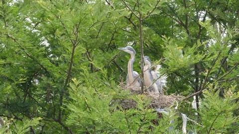 Great blue heron Stock Footage 125456353