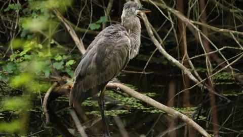 Great Blue Heron Stock Footage 142334809