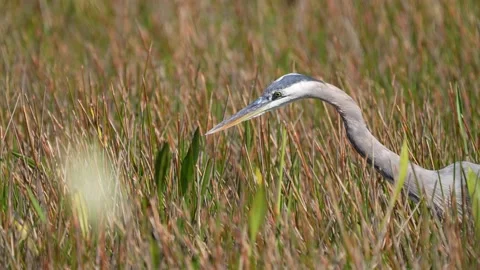 Great Blue Heron Stock Footage 147296103