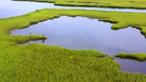 Great Blue Heron Stock Footage 157890789