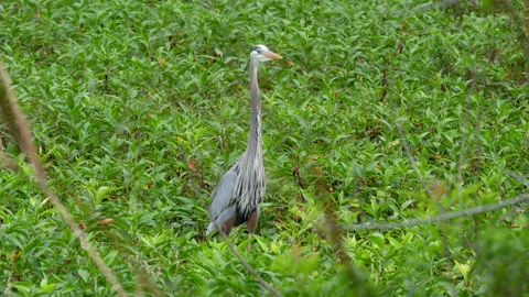 Great Blue Heron Stock Footage 273245044