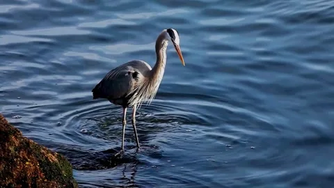 Great Blue Heron Stock Footage 282694944
