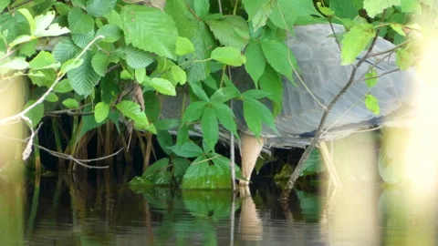 Great Blue Heron Foraging in Lush Riverbank Foliage Stock Footage 330197498