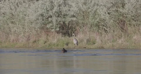 Great blue heron in foreground as four Canada geese land in frame Stockbeeldmateriaal 334727742