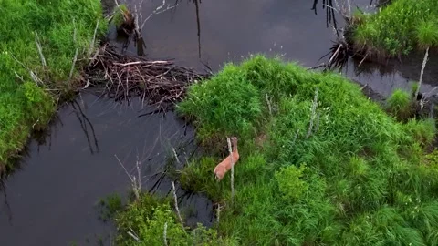 Great Blue Heron on a Grassy Marsh Island Stock-Footage 346743268