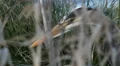 Great Blue Heron, Heron, Bird, Fishing, 4K, UHD 4k or 4k+ Resolution