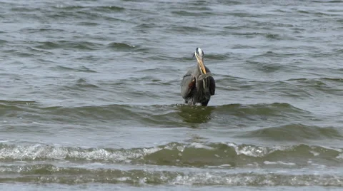Great blue heron holding fish Stock Footage 62820101