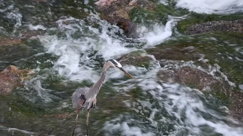 Great Blue Heron Hunting in a River Stock Footage 338418924