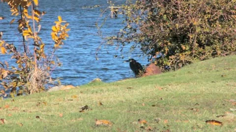 Great Blue Heron I Stock Footage 12584718