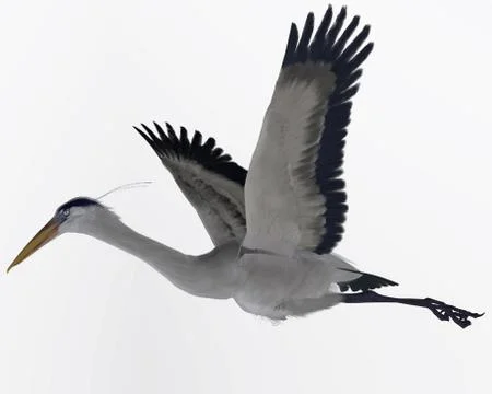 Great blue heron 库存插图