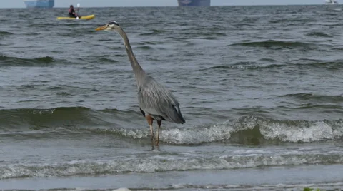 Great blue heron kayaker Stock Footage 62819688