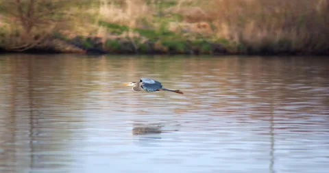 Great Blue Heron landing on lake in slow motion Stock Footage